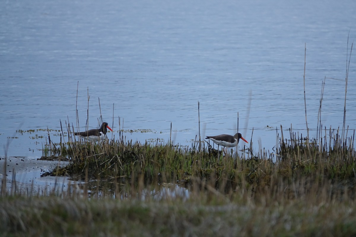 American Oystercatcher - ML327876011