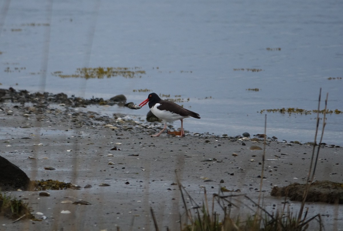 American Oystercatcher - ML327876031