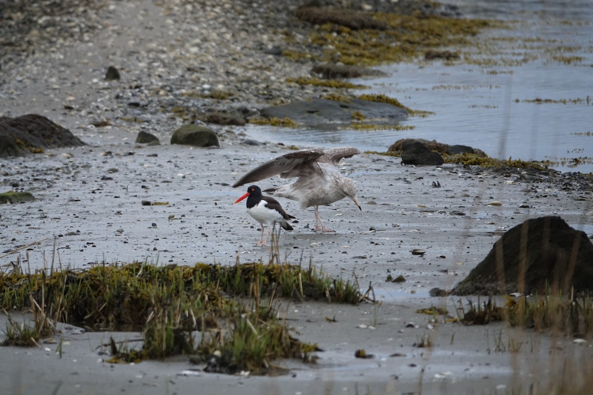 American Oystercatcher - ML327876111