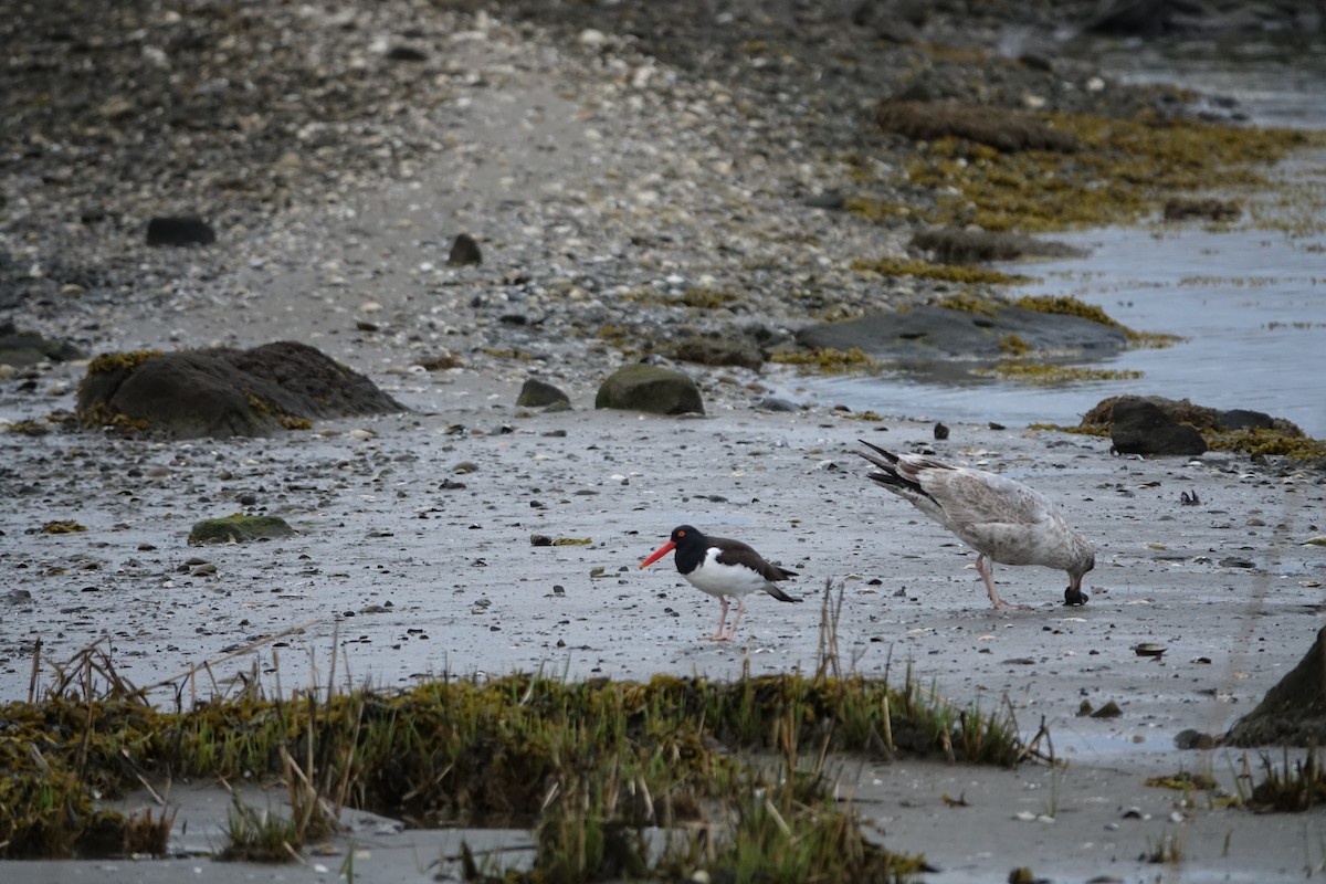 American Oystercatcher - ML327876211