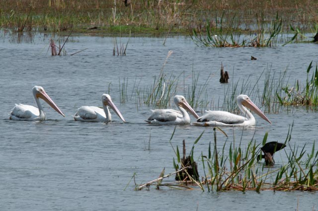 American White Pelican - ML327876301