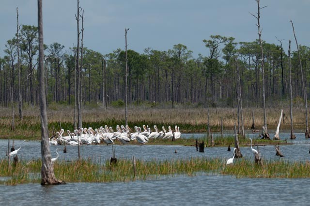 American White Pelican - Carlos Leon