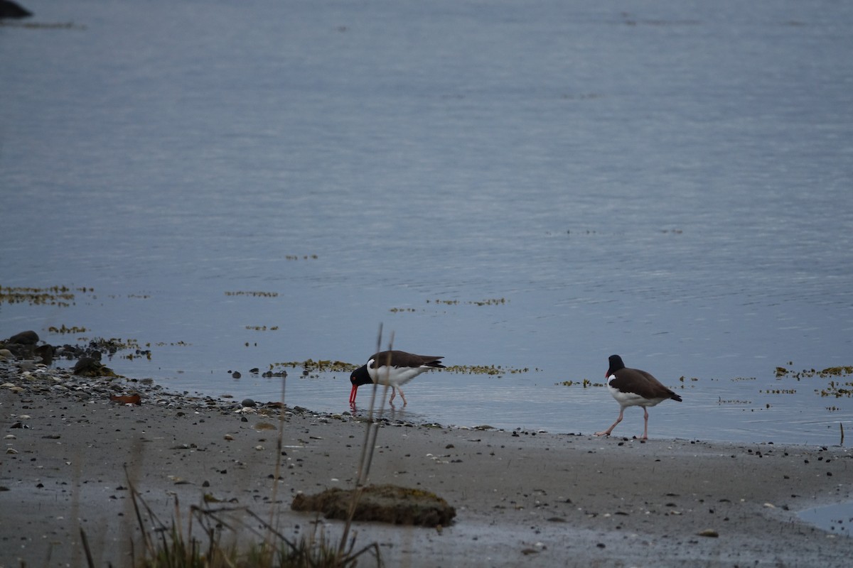 American Oystercatcher - ML327876451