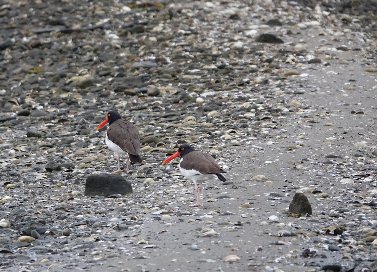 American Oystercatcher - ML327876801