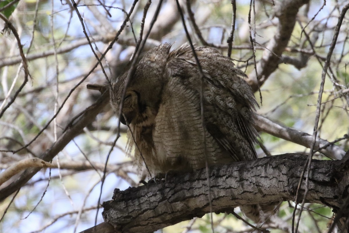 Great Horned Owl - Carol Ortenzio