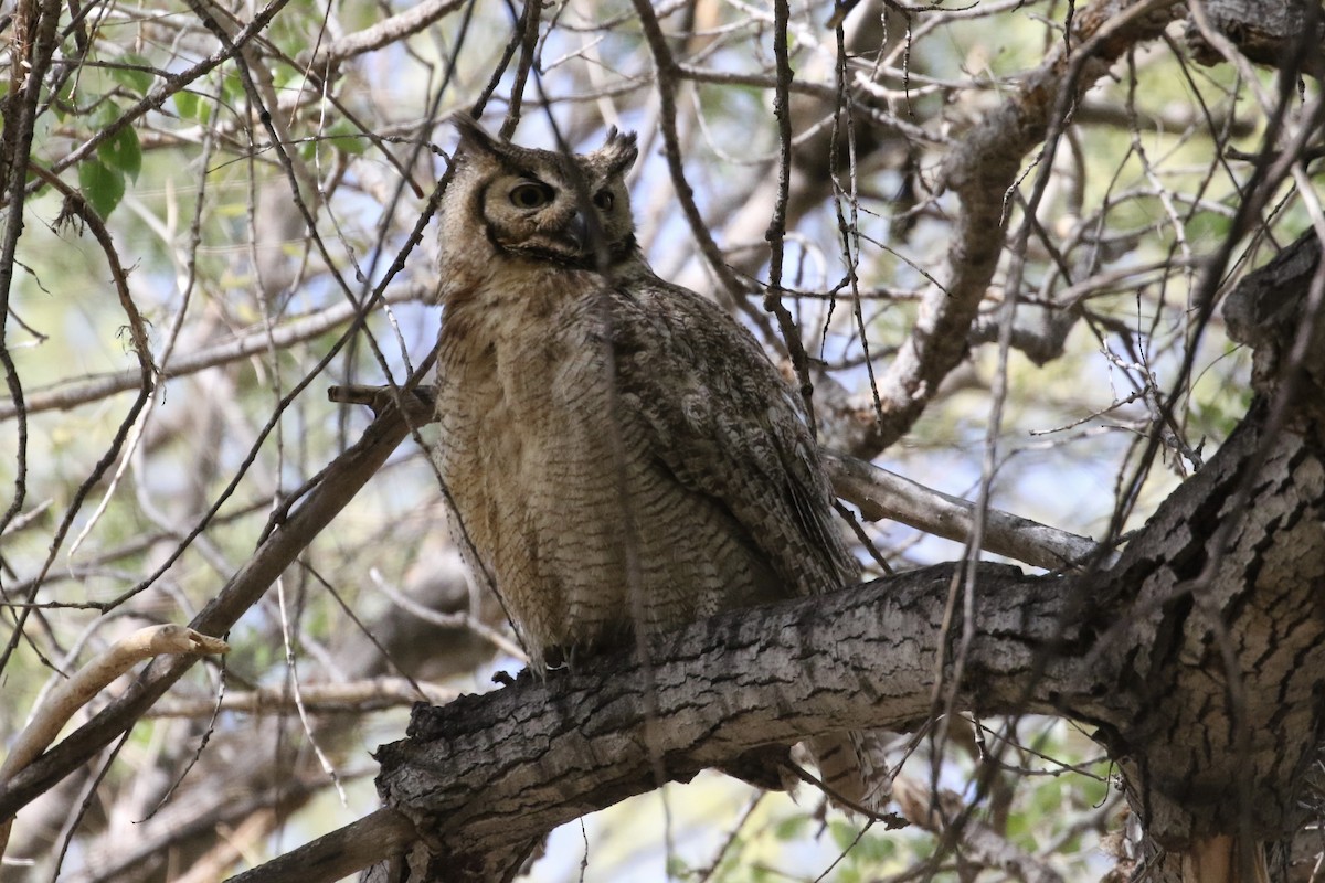 Great Horned Owl - ML327877031