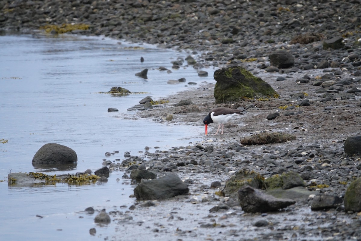 American Oystercatcher - ML327877041