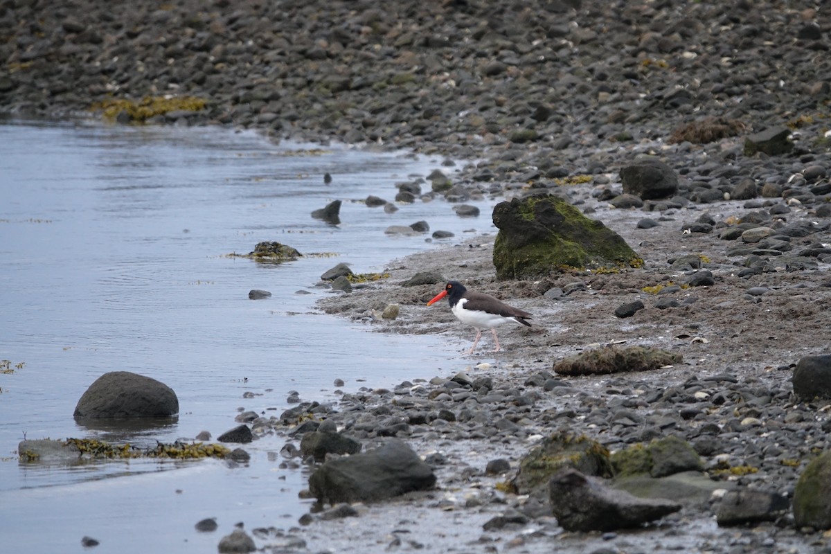 American Oystercatcher - ML327877061