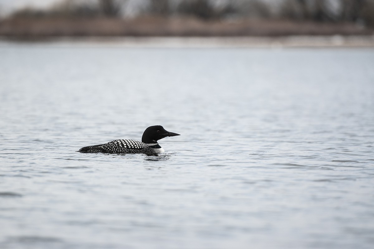 Common Loon - Walker DAgostini