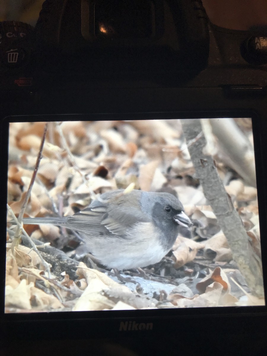 Junco Ojioscuro - ML327877621