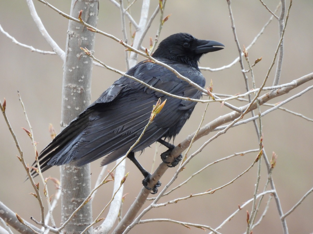 ravn - ML327878021