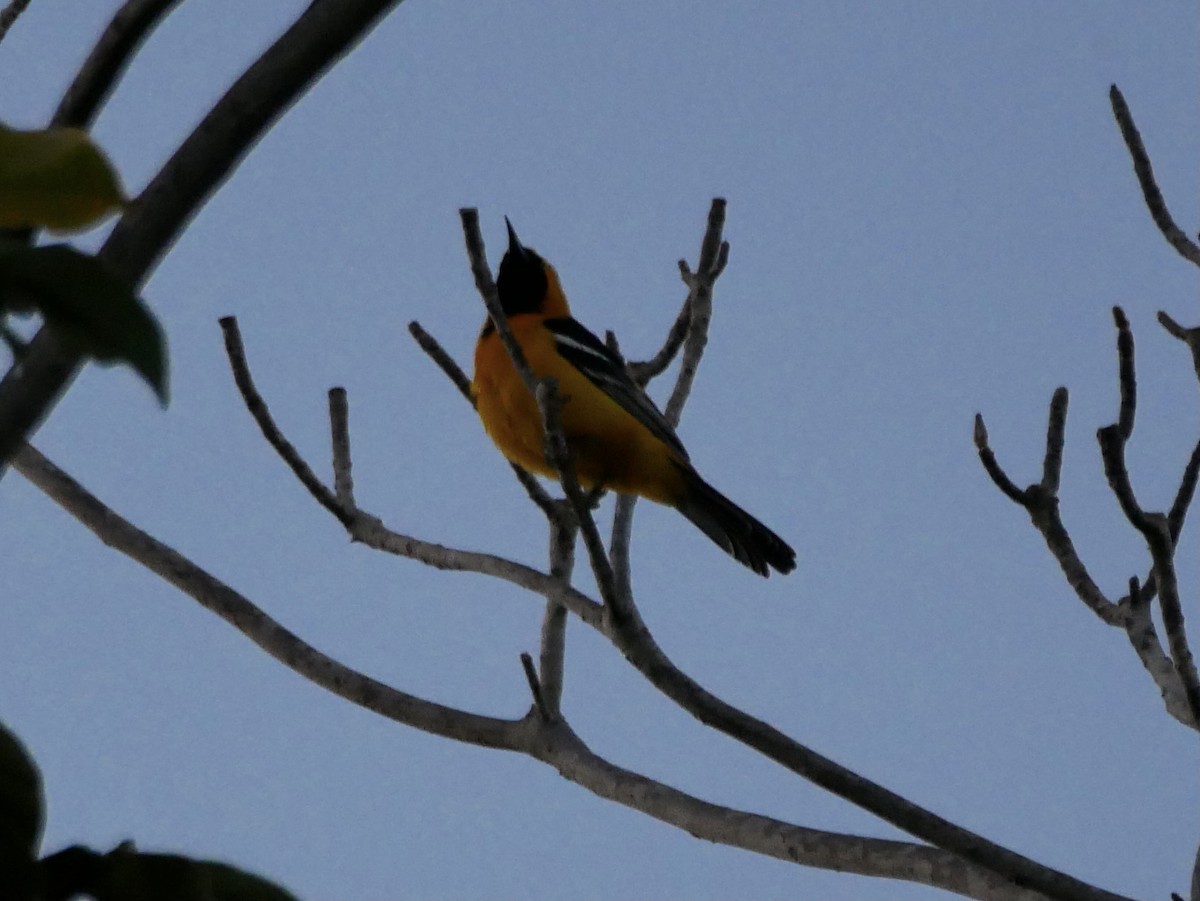 Hooded Oriole - ML327878341