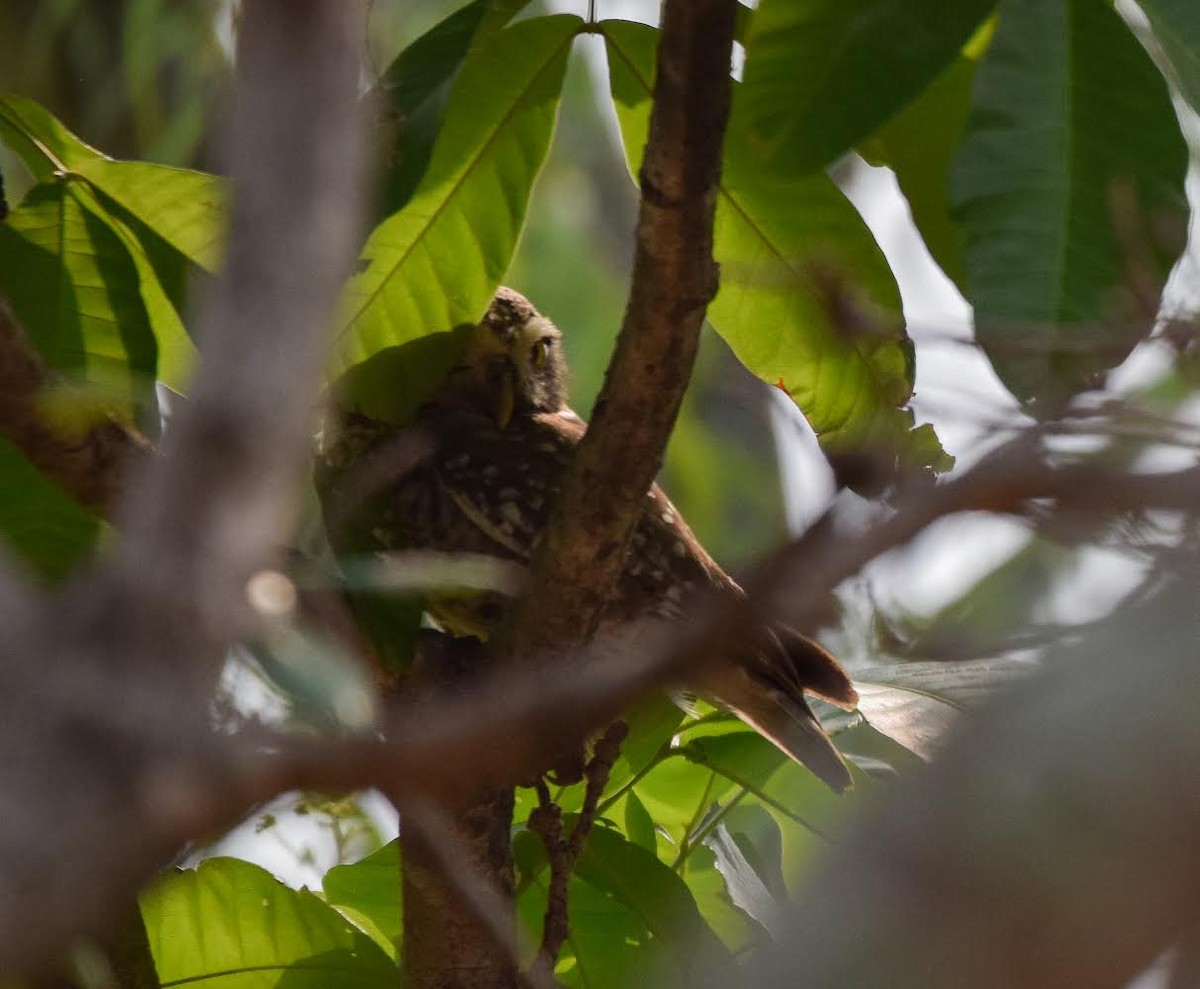 Spotted Owlet - ML327882911