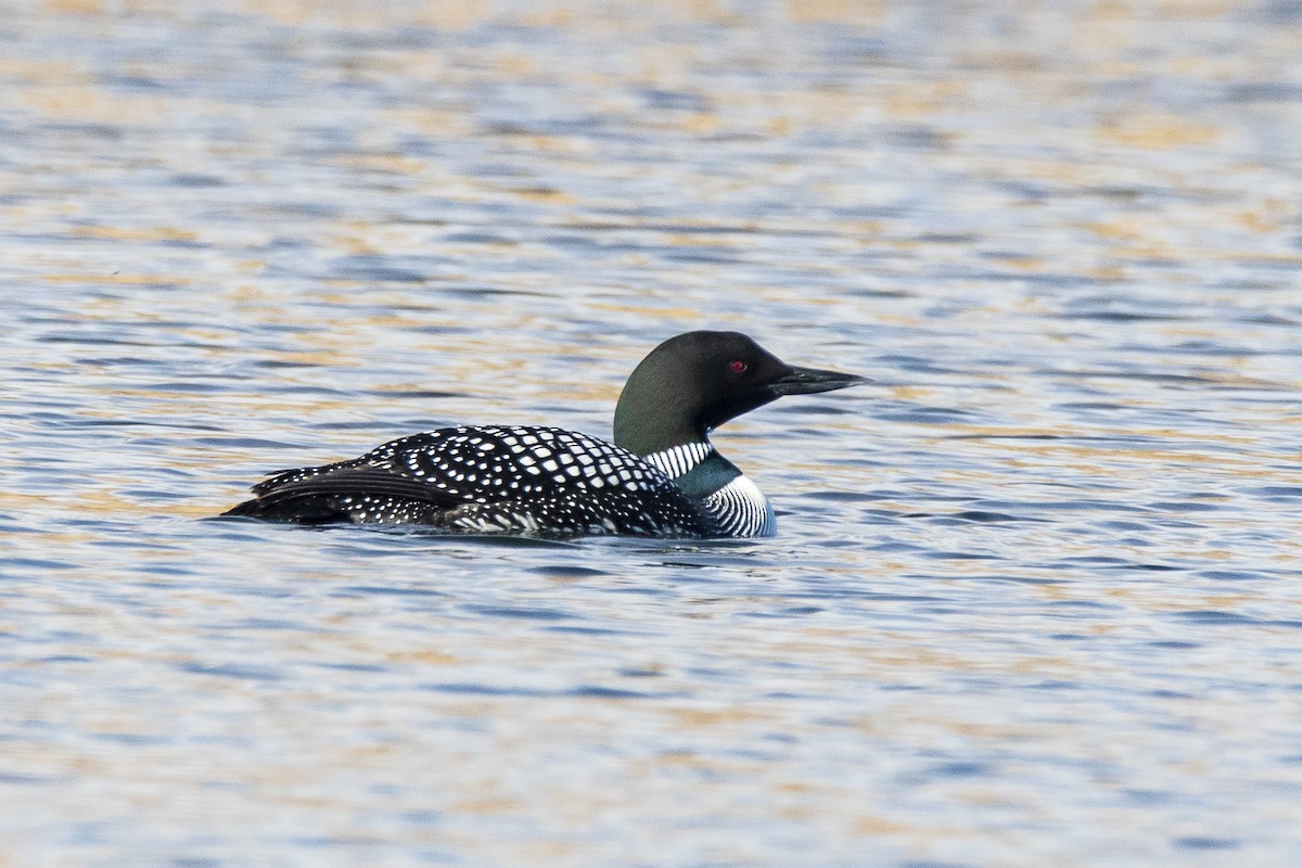 Common Loon - ML327883661