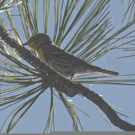 Grace's Warbler - ML327884311