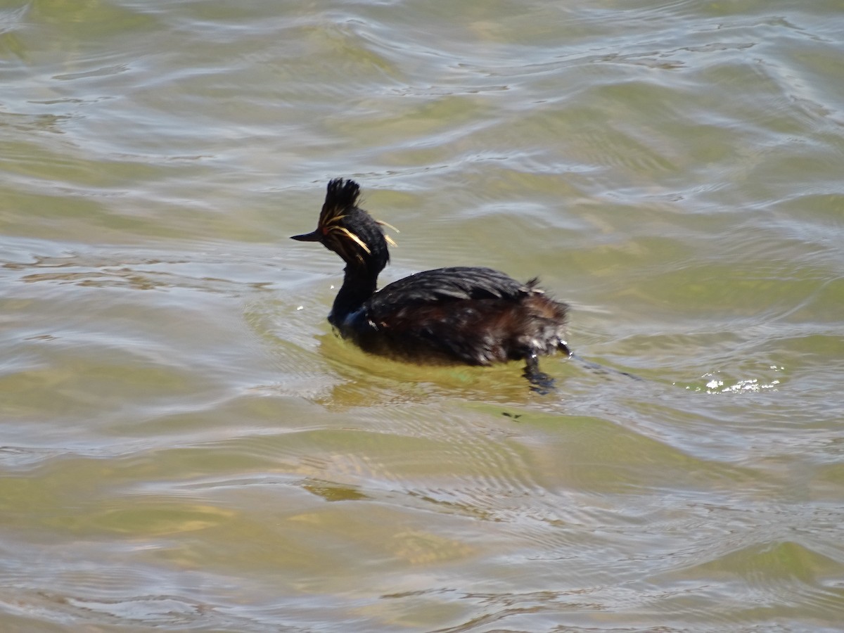 Eared Grebe - Lucy Ormond