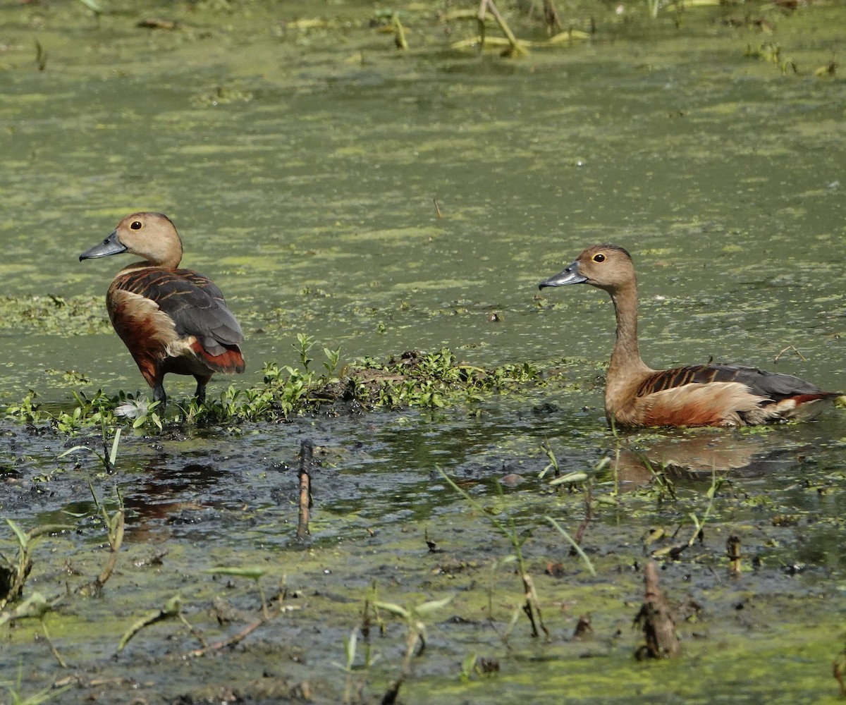 Dendrocygne siffleur - ML327887841