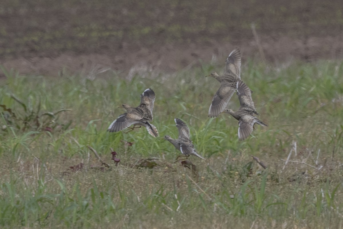 Upland Sandpiper - ML327890311