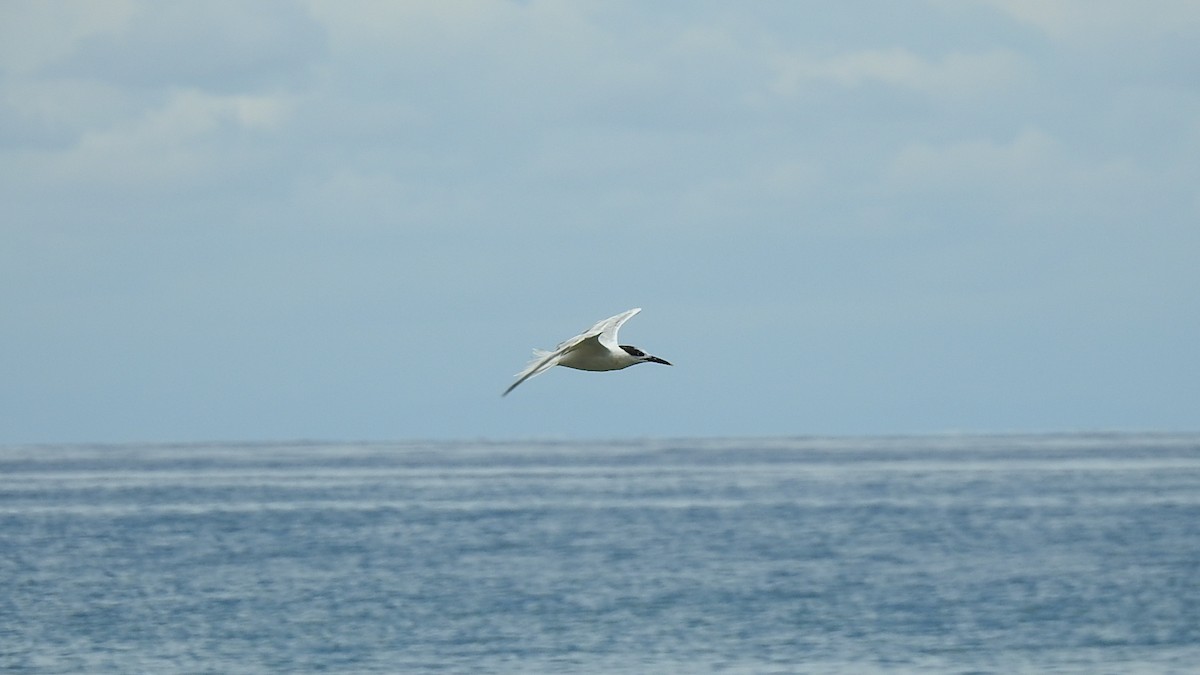 Sandwich Tern - ML327890791