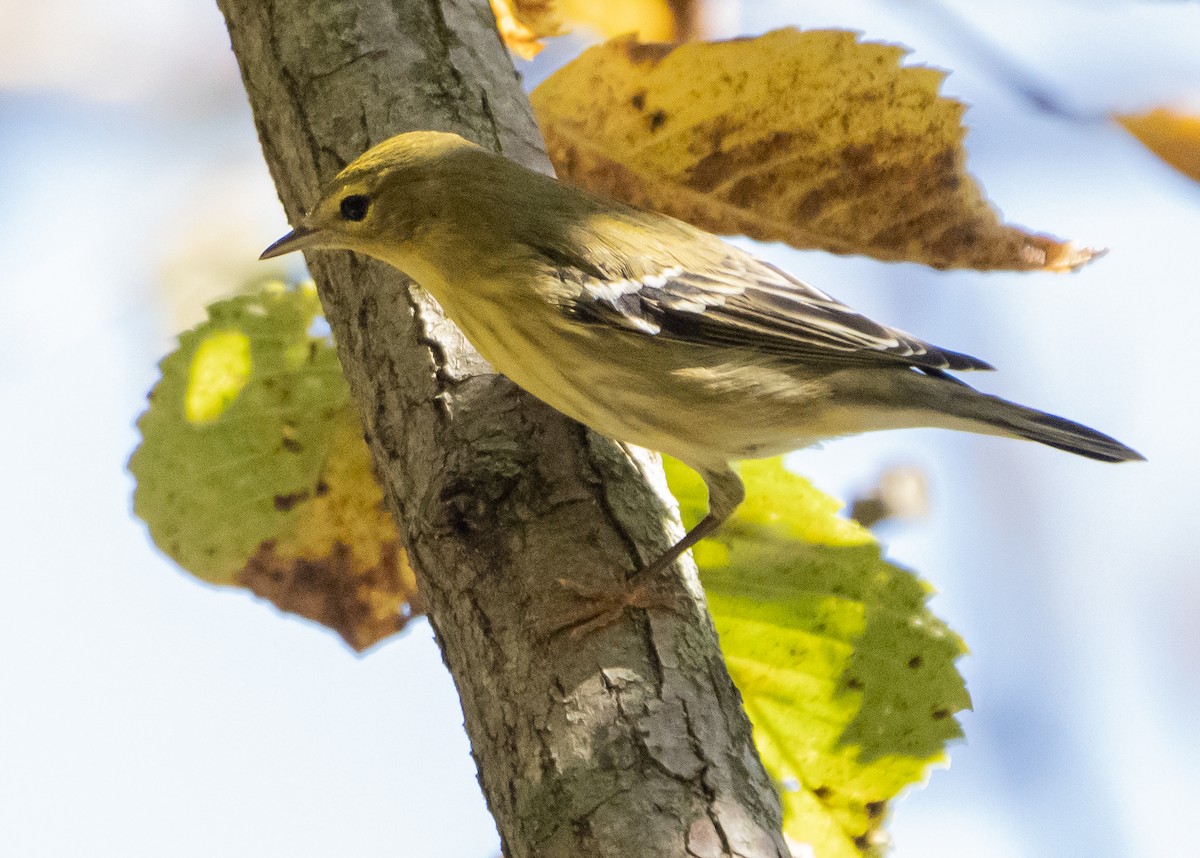 Blackpoll Warbler - Elizabeth Crouthamel