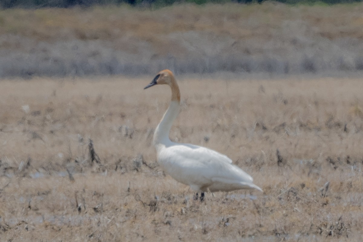 Trumpeter Swan - ML327892841