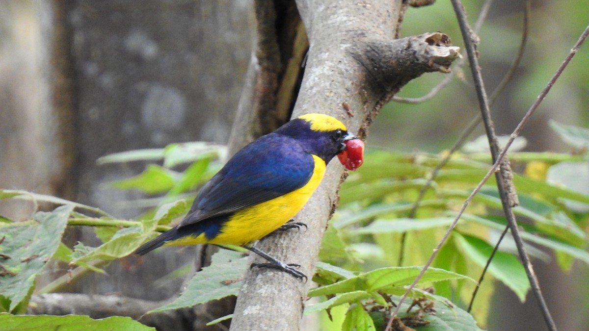 Yellow-crowned Euphonia - ML327893341