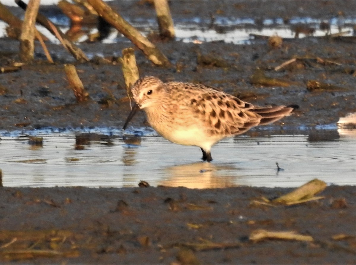 Baird's Sandpiper - Paul McKenzie