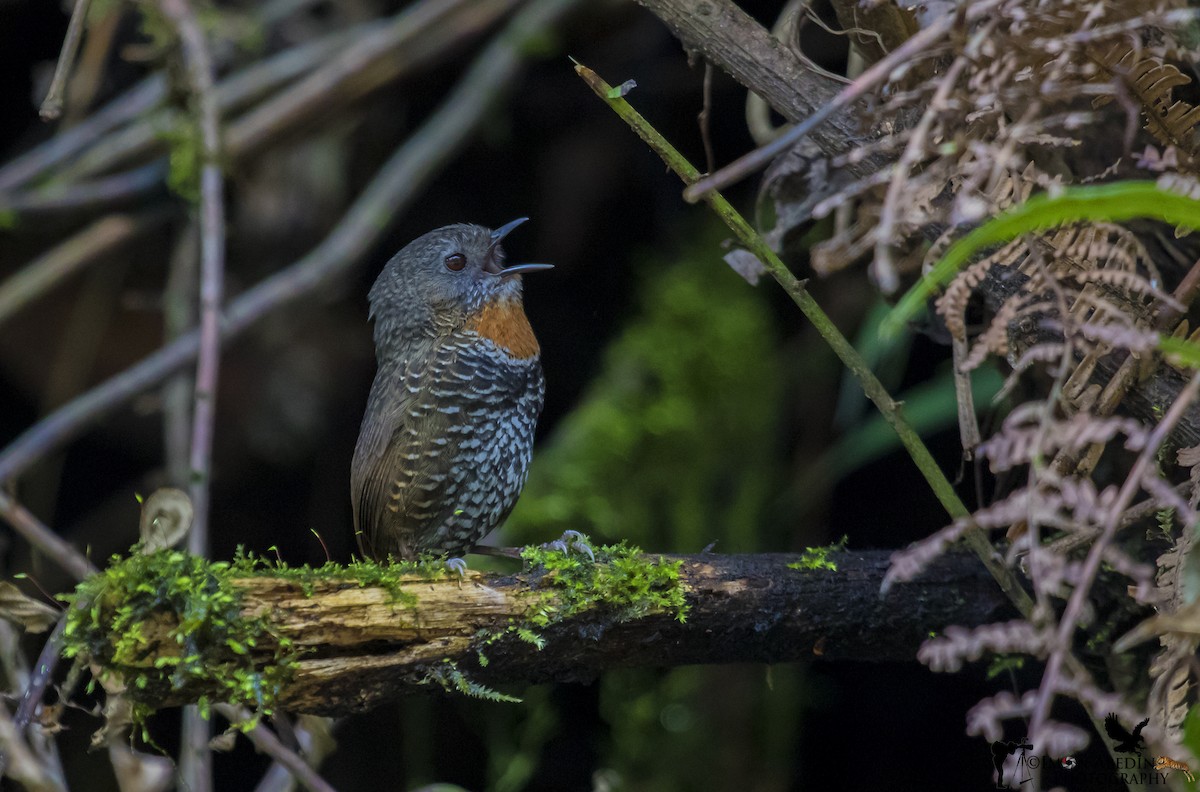 Mishmi Wren-Babbler - ML327895981