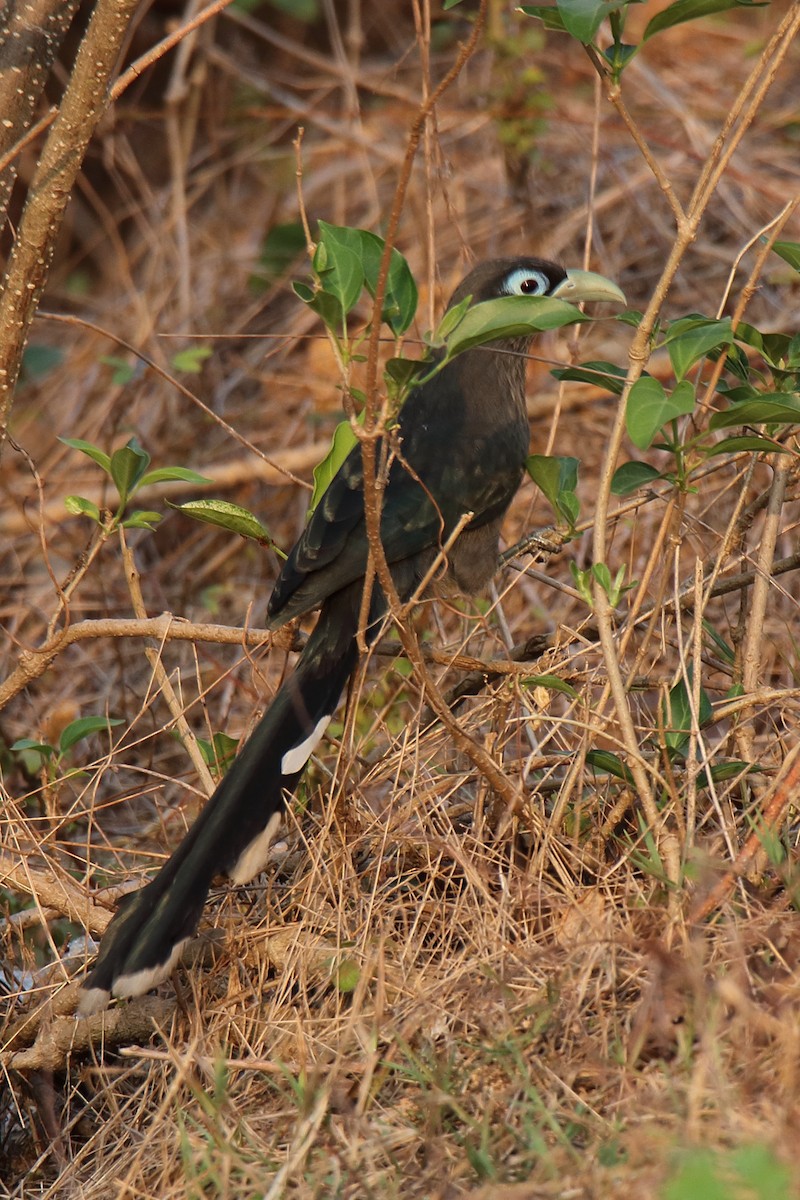 Blue-faced Malkoha - ML327896651