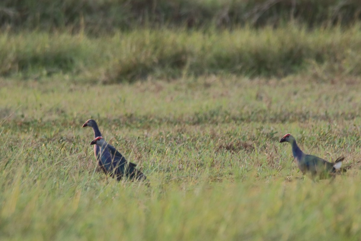 Gray-headed Swamphen - ML327896901