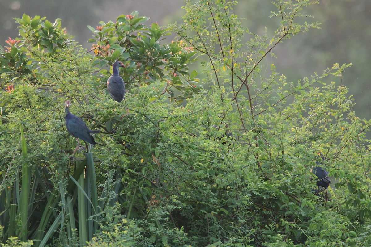 Gray-headed Swamphen - ML327896931