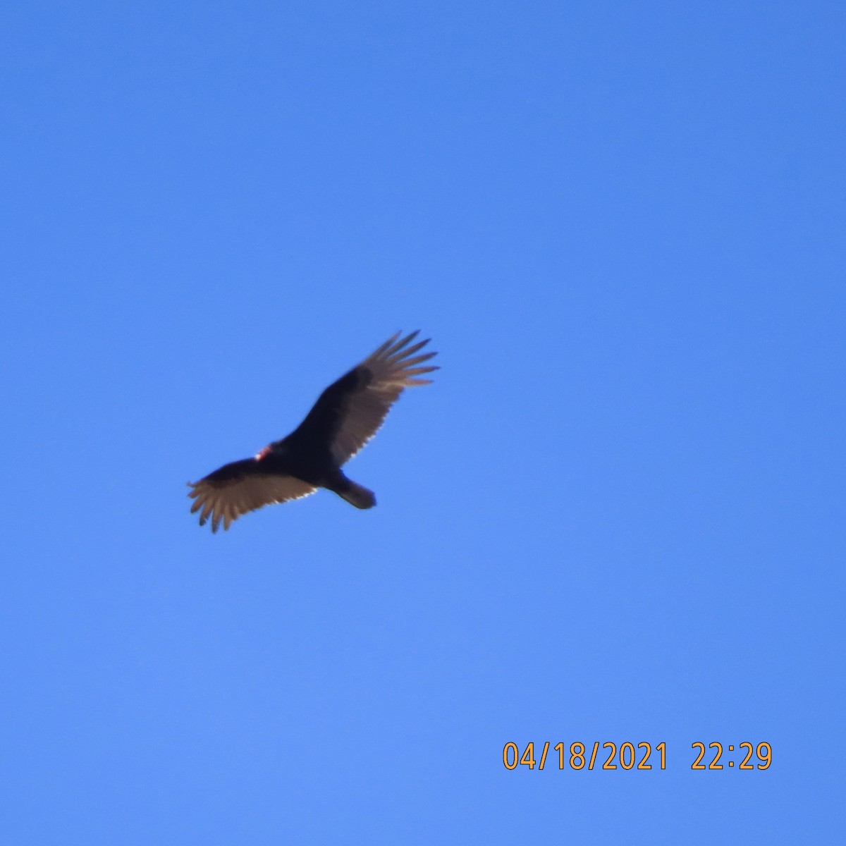 Turkey Vulture - ML327897131