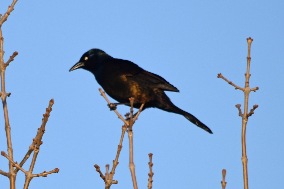 Common Grackle - ML327898251