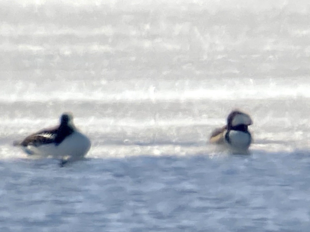 Hooded Merganser - ML327899121