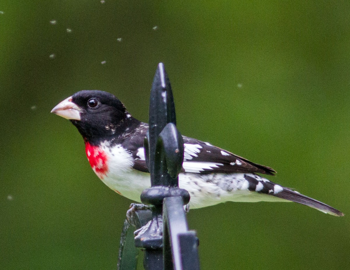 Rose-breasted Grosbeak - Matthew Dell