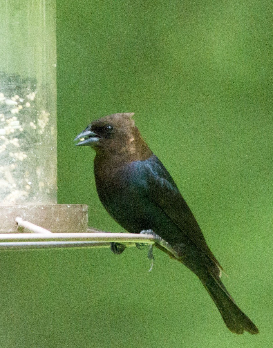 Brown-headed Cowbird - ML327902041