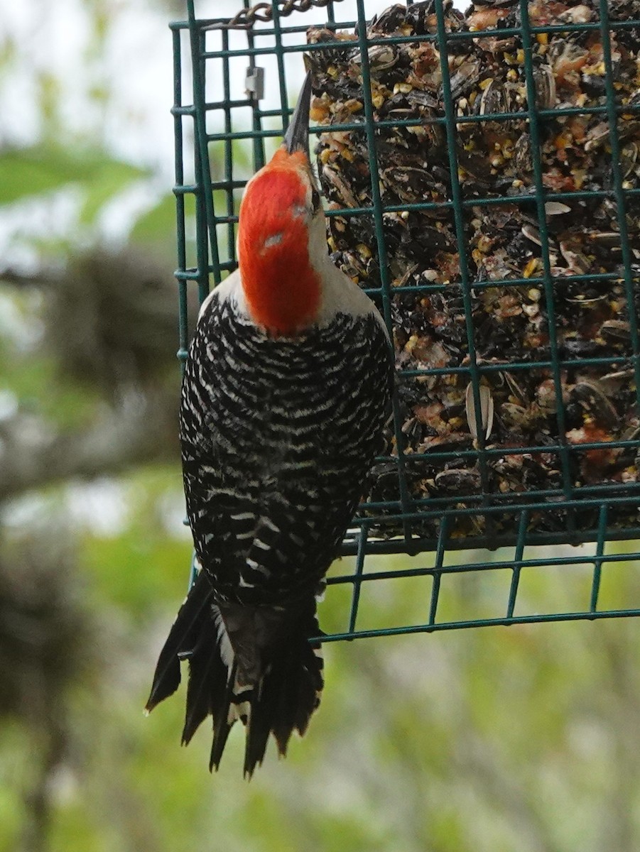 Red-bellied Woodpecker - ML327905121