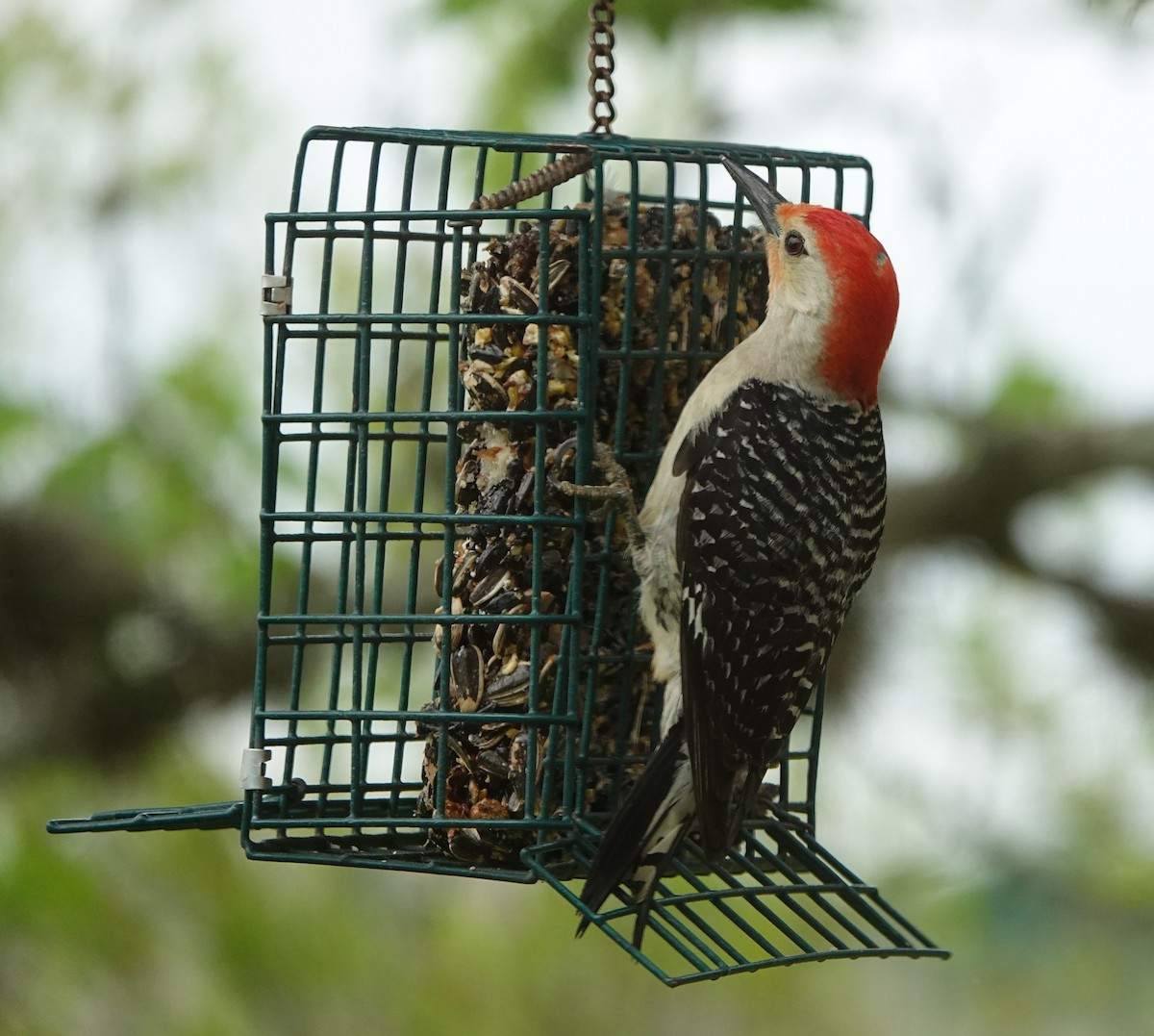 Red-bellied Woodpecker - ML327905181