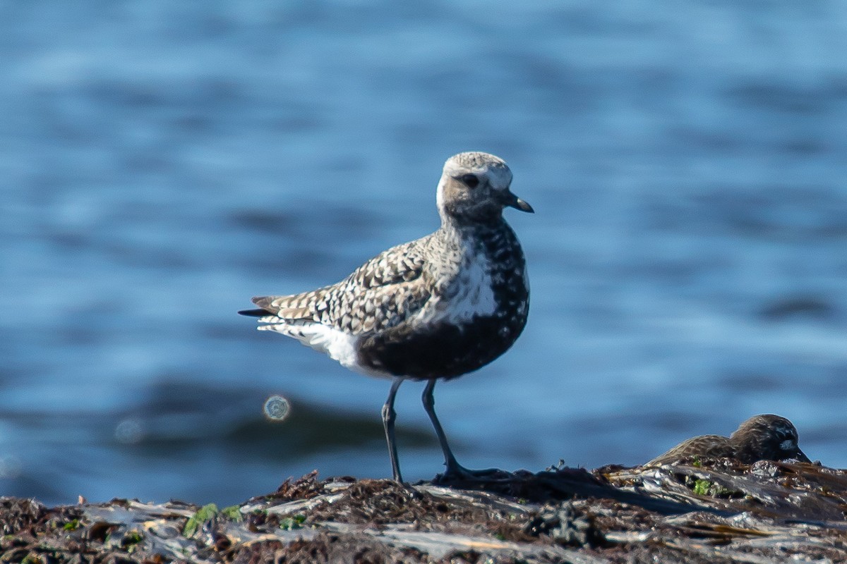 Black-bellied Plover - Denise Turley