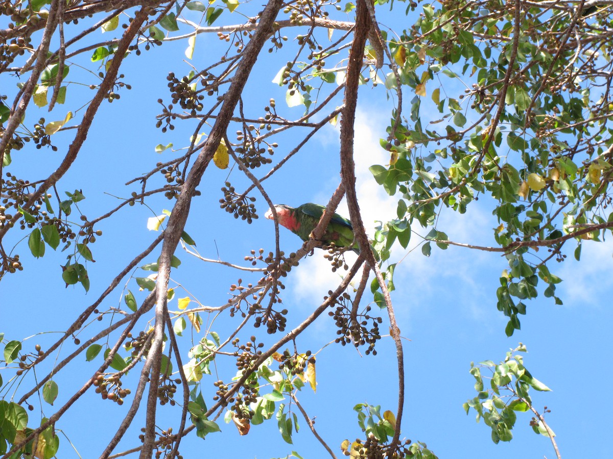 Cuban Parrot - ML327905451