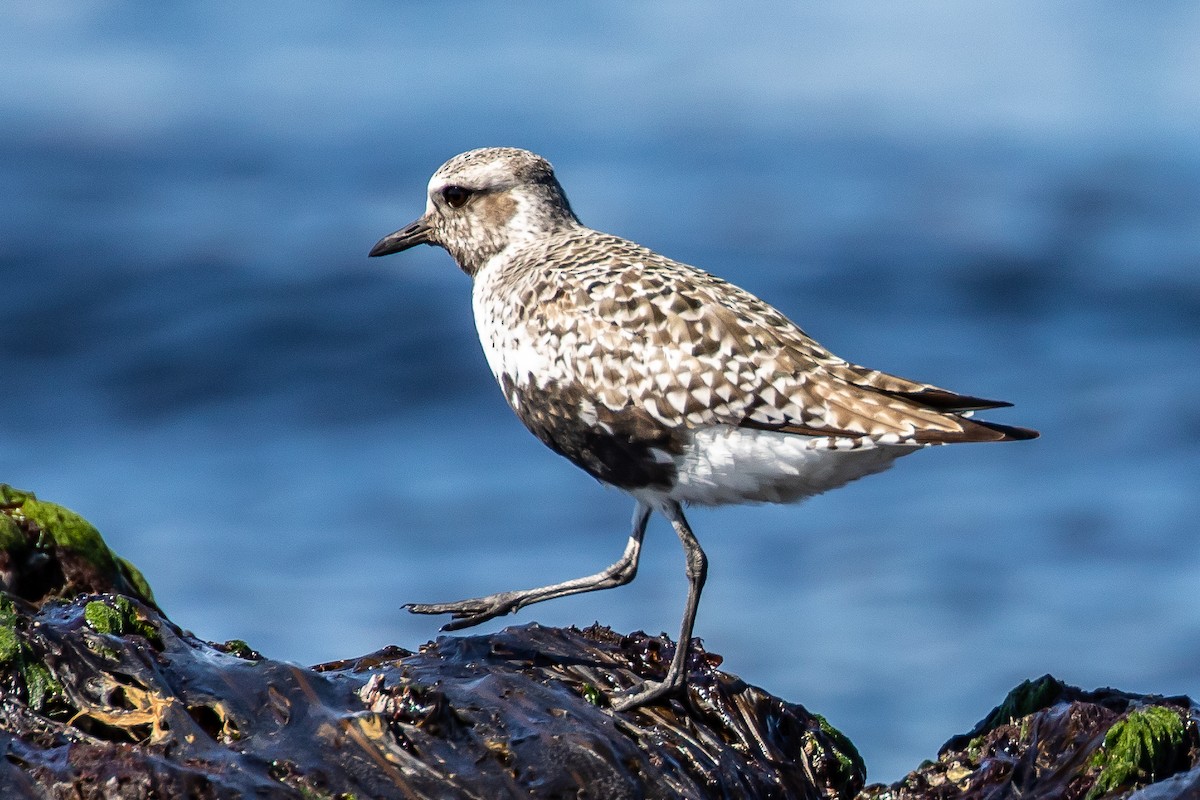 Black-bellied Plover - Denise Turley