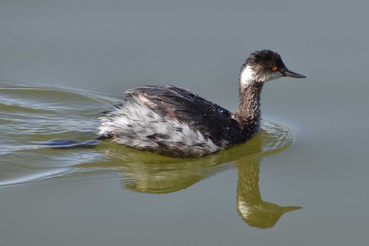 Eared Grebe - Michelle Thurber