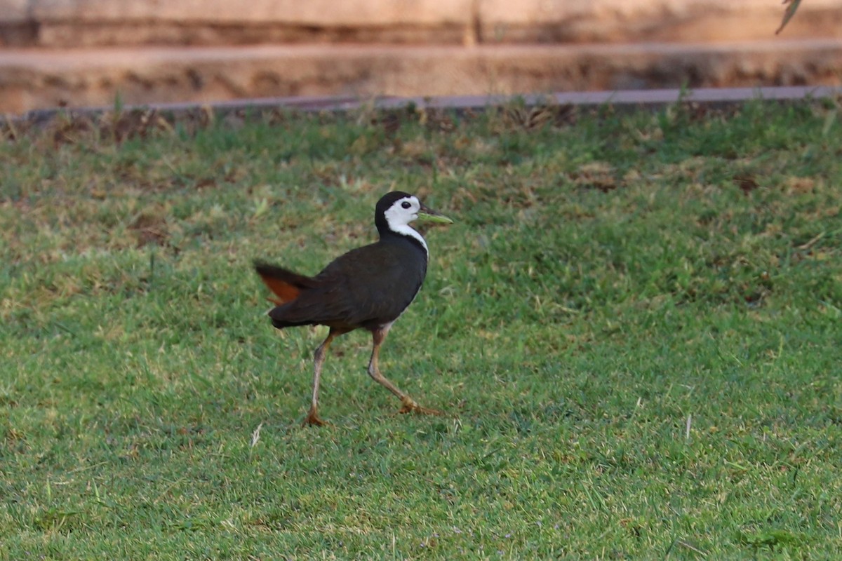 White-breasted Waterhen - ML327906791