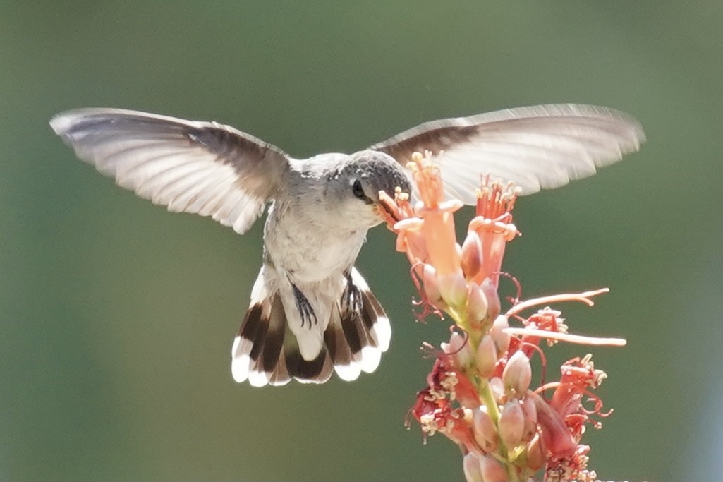 Costa's Hummingbird - ML327907701