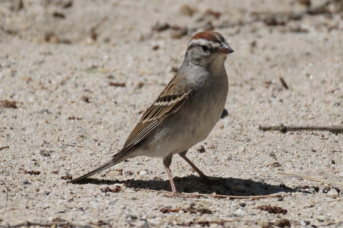 Chipping Sparrow - ML327907801