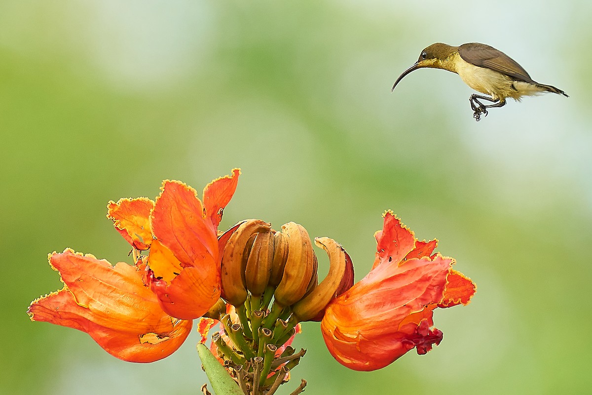 Loten's Sunbird - Raghavendra  Pai