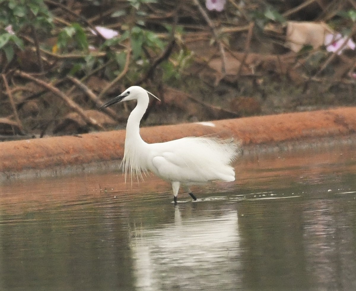 Little Egret - ML327908301