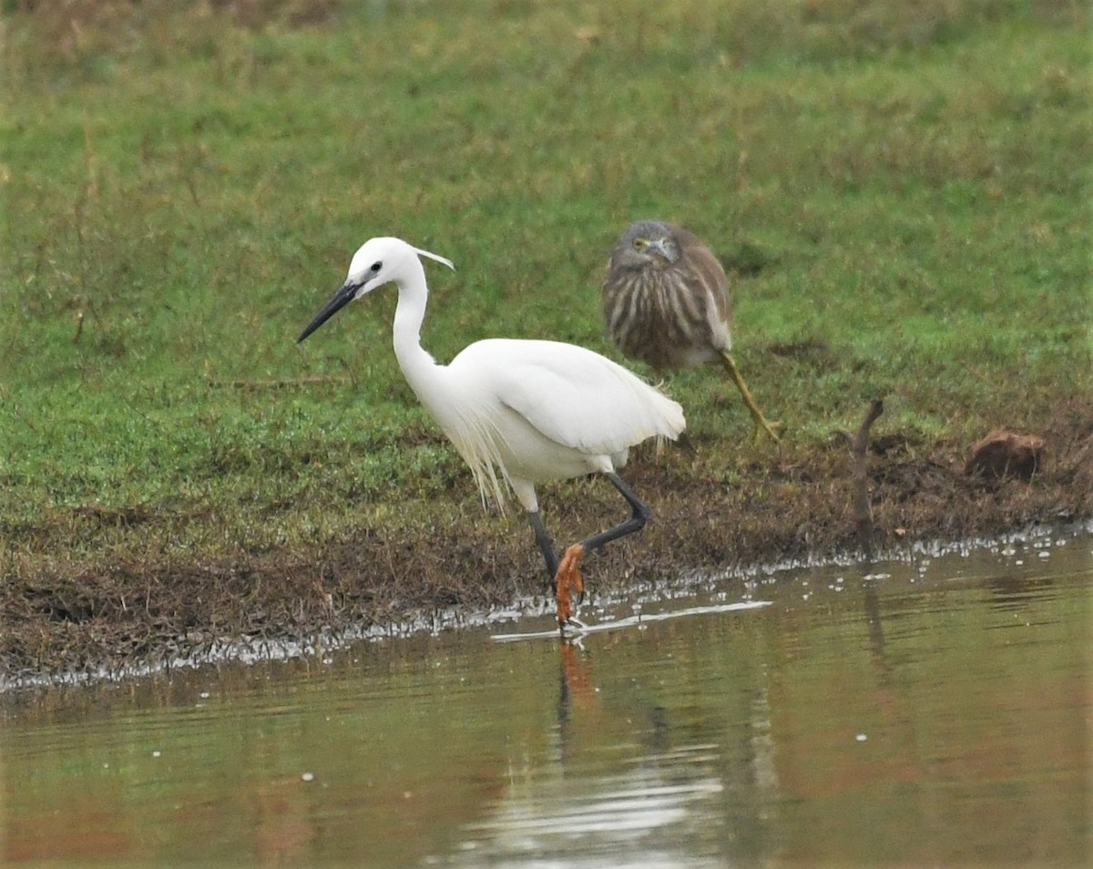 Little Egret - ML327909041