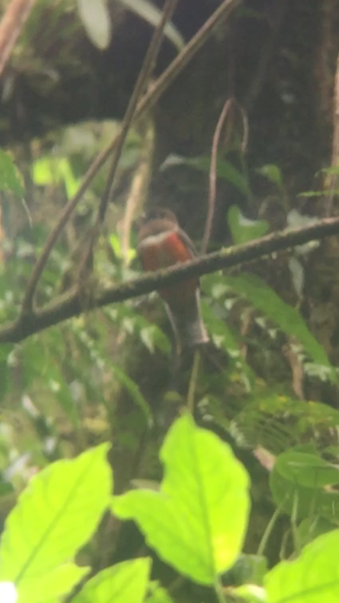 Collared Trogon - ML327910111