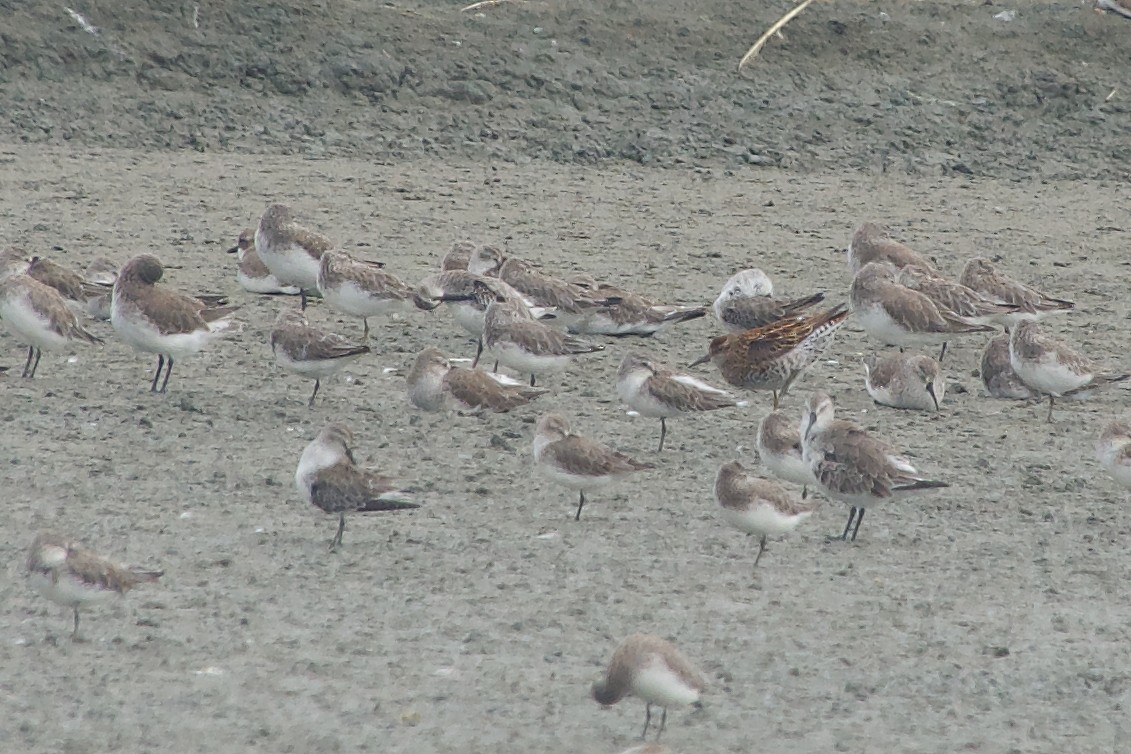 Sharp-tailed Sandpiper - sarawin Kreangpichitchai